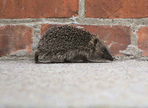 Urban hedgehog