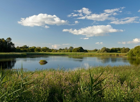 wetlands