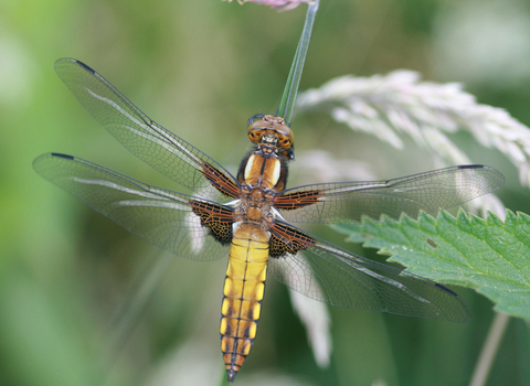 Broad bodied chaser