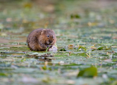 Water vole 