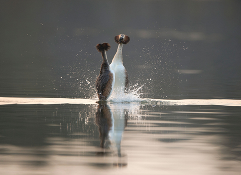 Great crested grebe