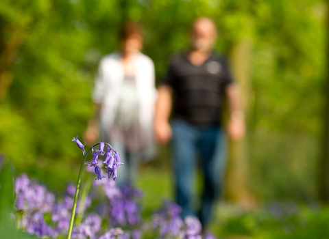 Walking in bluebell wood