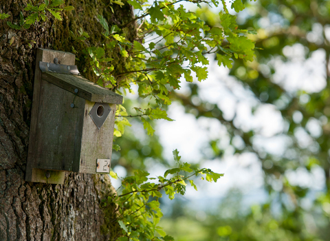 Bird box