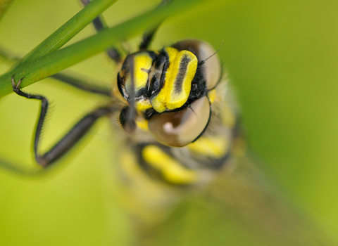 Golden-ringed dragonfly