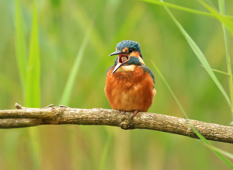 Kingfisher