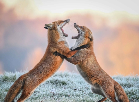 Fighting Foxes by Mike Tibbotts