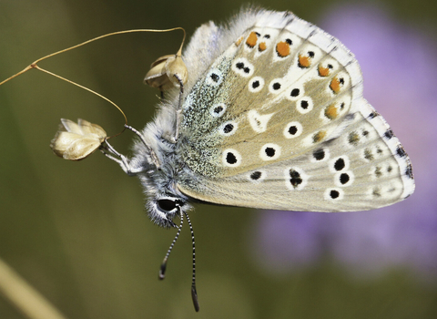 An Adonis blue butterfly rests on a plant stem, its wings closed, revealing the pale brown undersidw with black and orage spots