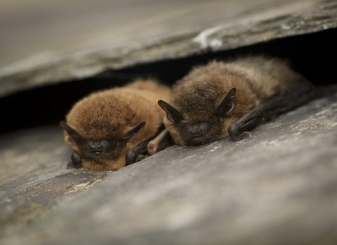 A common and soprano pipistrelle bat snuggled in a gap on a roof