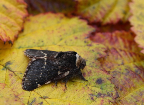 A December moth standing on a a yellow leaf. It's a fluffy moth with wavy cream lines across its charcoal wings