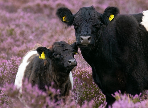 Belted Galloways