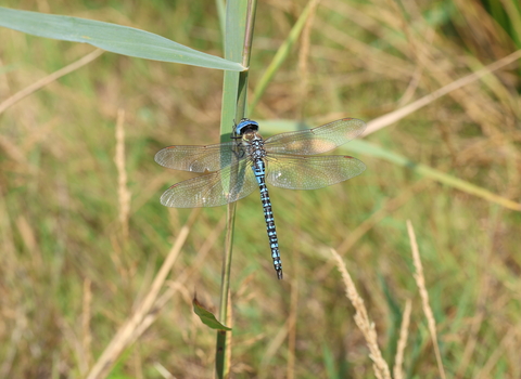 A male southern migrant hawker perched on a grass stem. It's a blue and black dragonfly with dazzlingly blue eyes