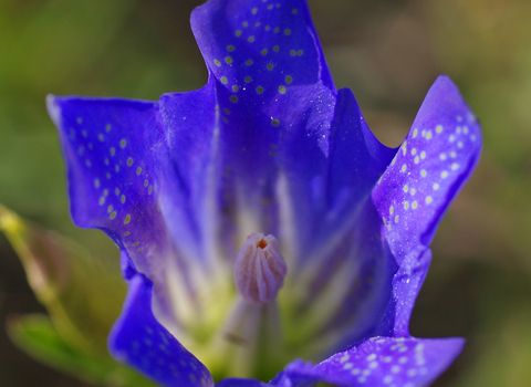 Marsh Gentian