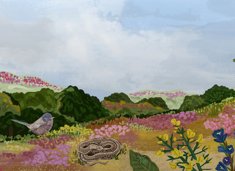 Heathland illustration