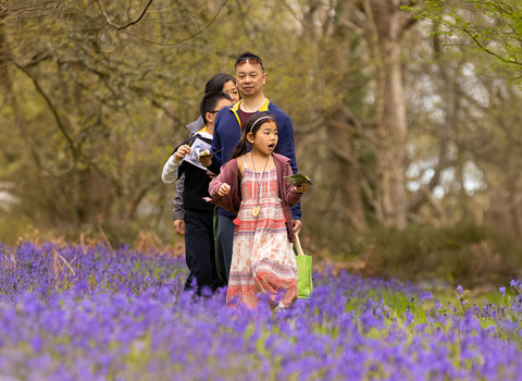 A family walking through a Bluebell wood