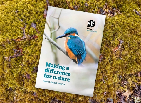 Surrey Wildlife Trust Impact Report 2024/25